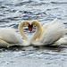  Swan Heart