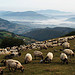  Mountain view with sheep